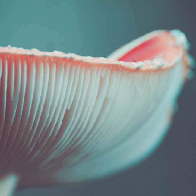 Elixir of Immortality Elixir of Immortality